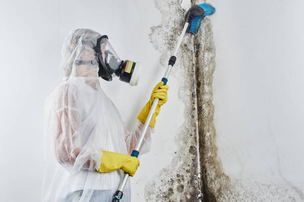 Best Residential Mold Removal  in Pinecrest, FL