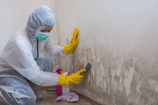 Best Mold Damage Repair  in Pinecrest, FL