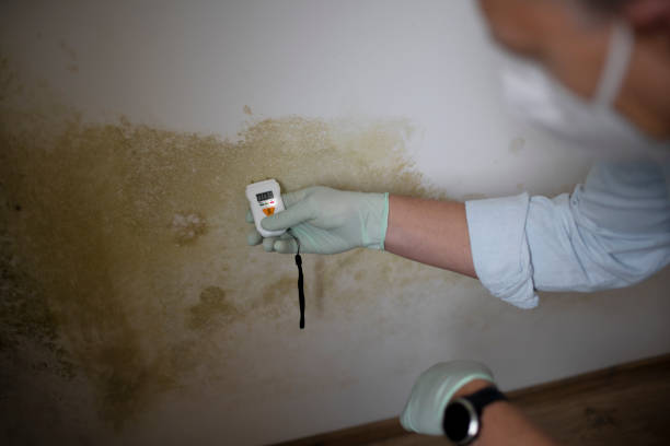 Best Home Mold Removal  in Pinecrest, FL